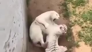 Wild Animal fights