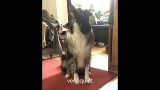 Australian Shepherd can control the volume of his barks on command