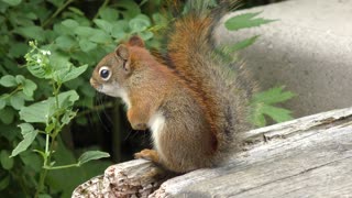 Small cute Squirrel in a park