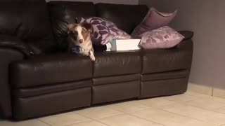 Puppy tries to jump onto sofa, results in epic fail
