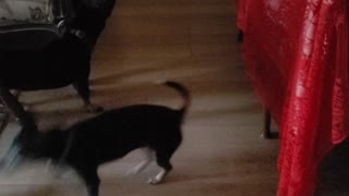 Chihuahuas versus Roomba