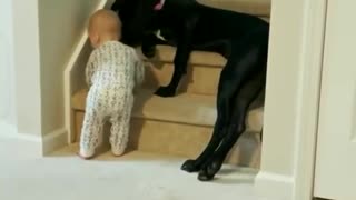 Pet dog stops toddler from climbing stairs
