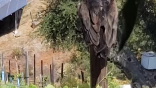 Turkey buzzard friend