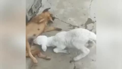 Sheep attacks a mother dog and breastfeeds with force