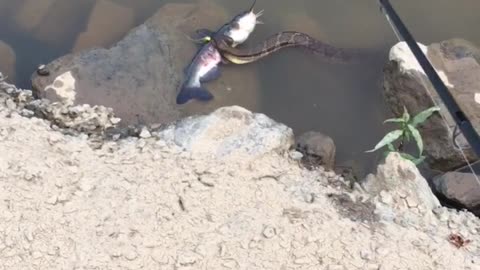 Neature! Snake eating fish video