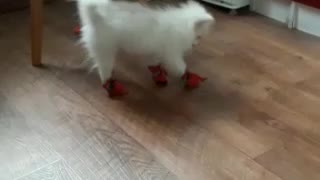 the dog in your new shoes