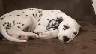 Dalmatian puppy can’t keep her tired eyes open