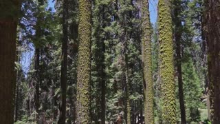 Tall Trees at a National Park