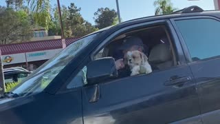 Doggo Loses Favorite Ball While Driving