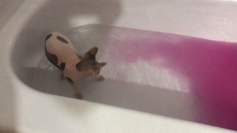 Cat vs Bath Bomb