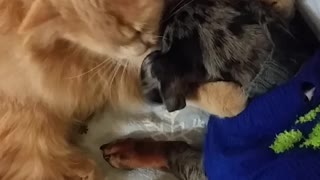 Kitty can't stop kissing dachshund best friend
