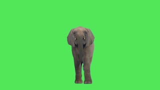 elephant green screen keying video