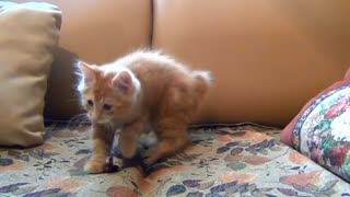 little kitten playing with mouse