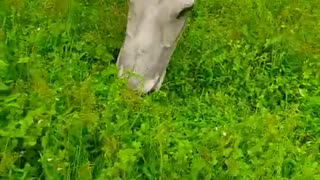 Amazing cow eating grass