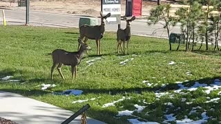 The Deer are back for seconds