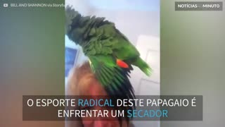 Este papagaio delira com o secador da dona