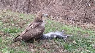 Massive Hawk Finds Lunch