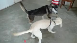 Perros destrozando zapatilla