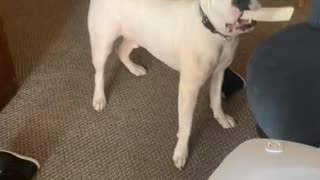 Bewildered dog has hilarious reaction when owner changes her voice