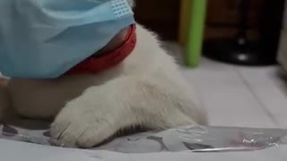 Cute cat wearing a mask