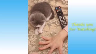 CUTE PETS AND ANIMAL COMPILATION WATCH THIS VEDEO