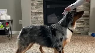 Adorable Mini Aussies Leap and Move for Treats