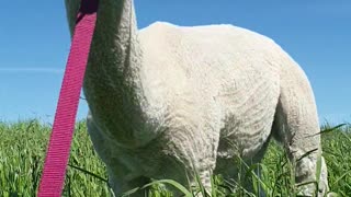 Alpaca zen - Martin enjoys fresh green grass