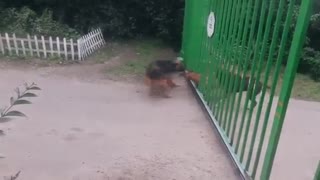 Dogs Stop Fighting