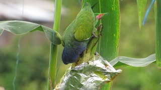 Parrot nature