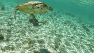 Cute beach turtle swimming toward the land