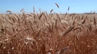Ukraine grain export deal seen within days