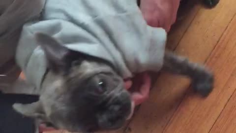 French Bulldog gets a new hoodie