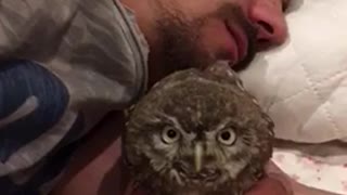 Sweet baby owls nap with their owner