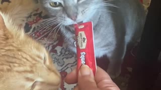 Cat Bullies Brother Away from Treat