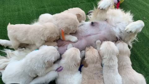 Golden Retriever Mom Just Wants To Nap, Puppies Have Other Plans