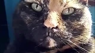 Cats Reaction to Human Getting Progressively Louder