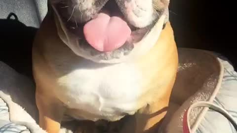 English Bulldog loving the sunshine