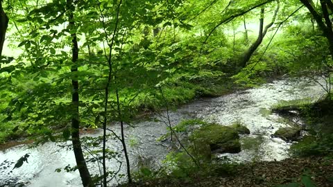 Peaceful Forest River Nature Ambience - 1 Hour Scenic Video