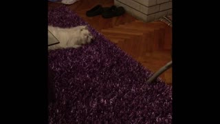 Puppy doesn't trust vacuum cleaner