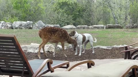 Rescue Deer And Dog Interact With Each Other