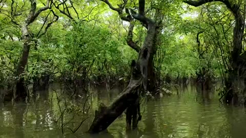 Ratargul Swamp Forest sylhet Bangladesh