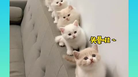 funny cats in a row reaction
