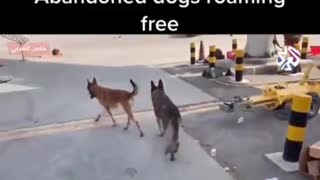 Abandoned U.S. Dogs Spotted Around Kabul Airport