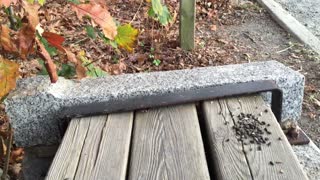 Squirrel eating Sunflower seeds on picnic bench