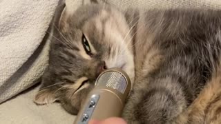 Snoring kitty makes hilarious sounds on the microphone