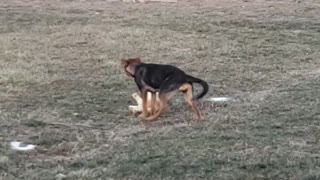 Dog plays with cat