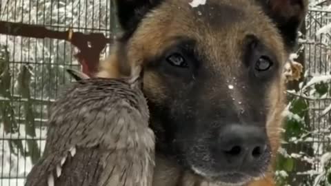 Friendship of an owl and a dog