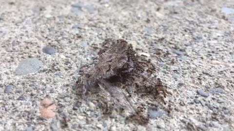 Ant Army Dismember Moth In Super Cool Time Lapse
