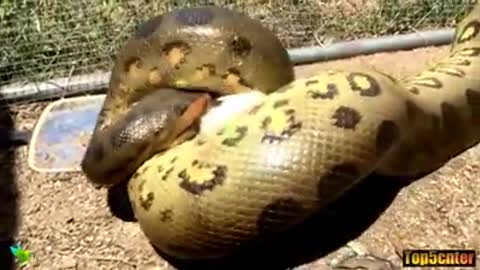 Enormous snake ... must watch