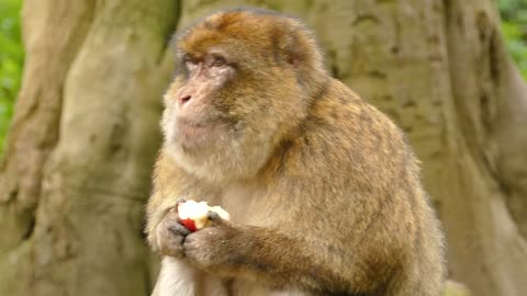 Monkey eating fruits